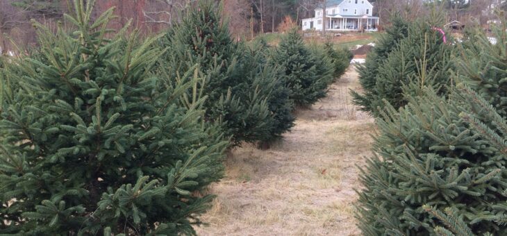 Cut your own Christmas tree